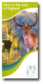 Deer in the East of England